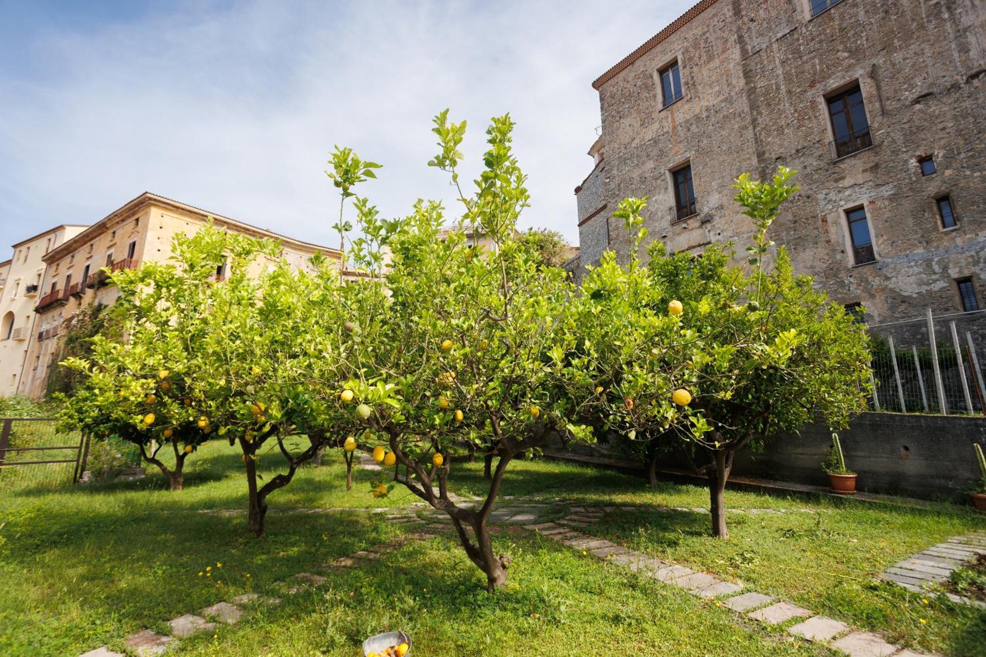 Appartement The Lemon Tree House à Scalea Extérieur photo